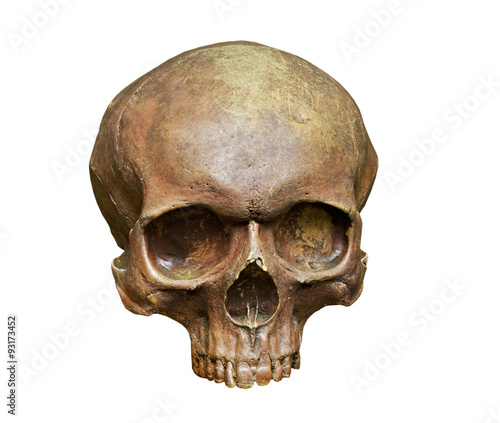 The skull of Homo sapiens sapiens on white background photo