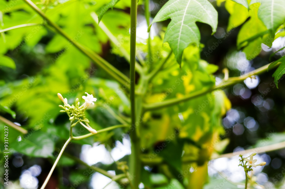 Papaya flower new born in nature place Papaya flower new born in nature place