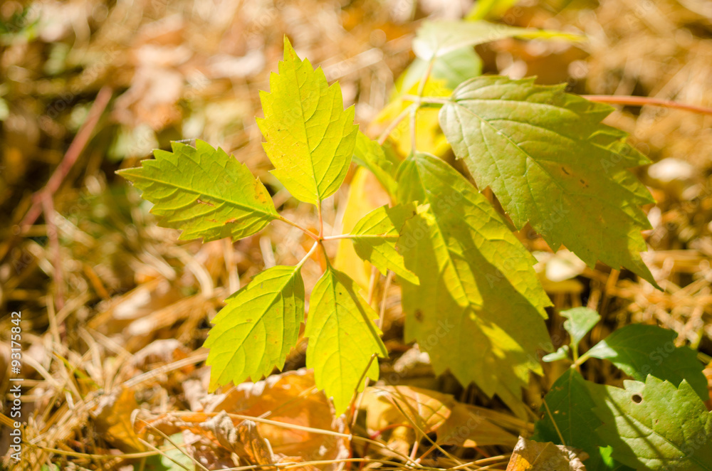 Obraz premium Виноградный лист на траве