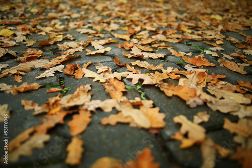 concept autumn is coming to town, leaves on the road