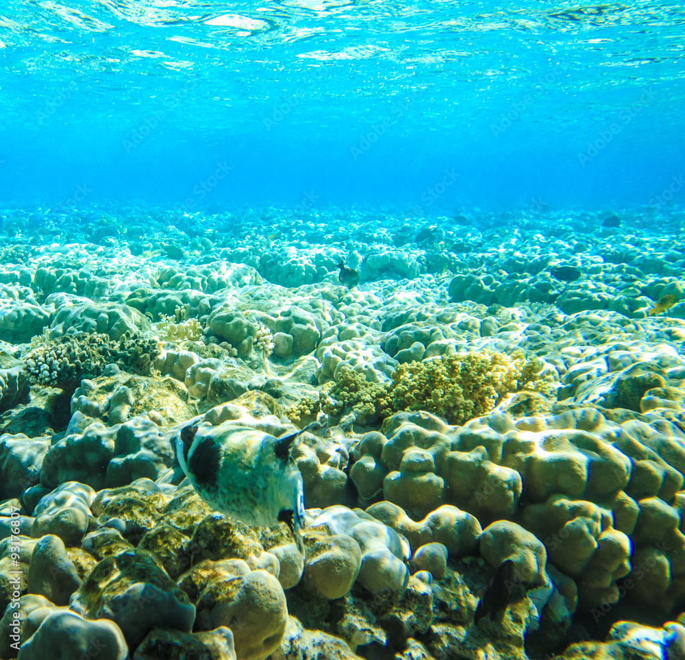 Fototapeta premium Tranquil underwater scene with copy space