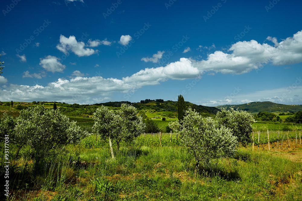 Lonely olive tree in Italy, Tuscany Lonely olive tree in Italy, Tuscany
