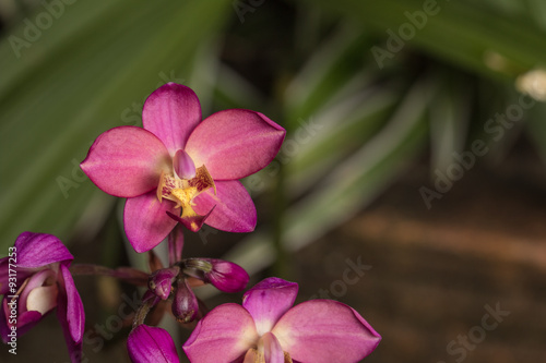 Pink purple flower photographed in Chiang Mai, Thailand.