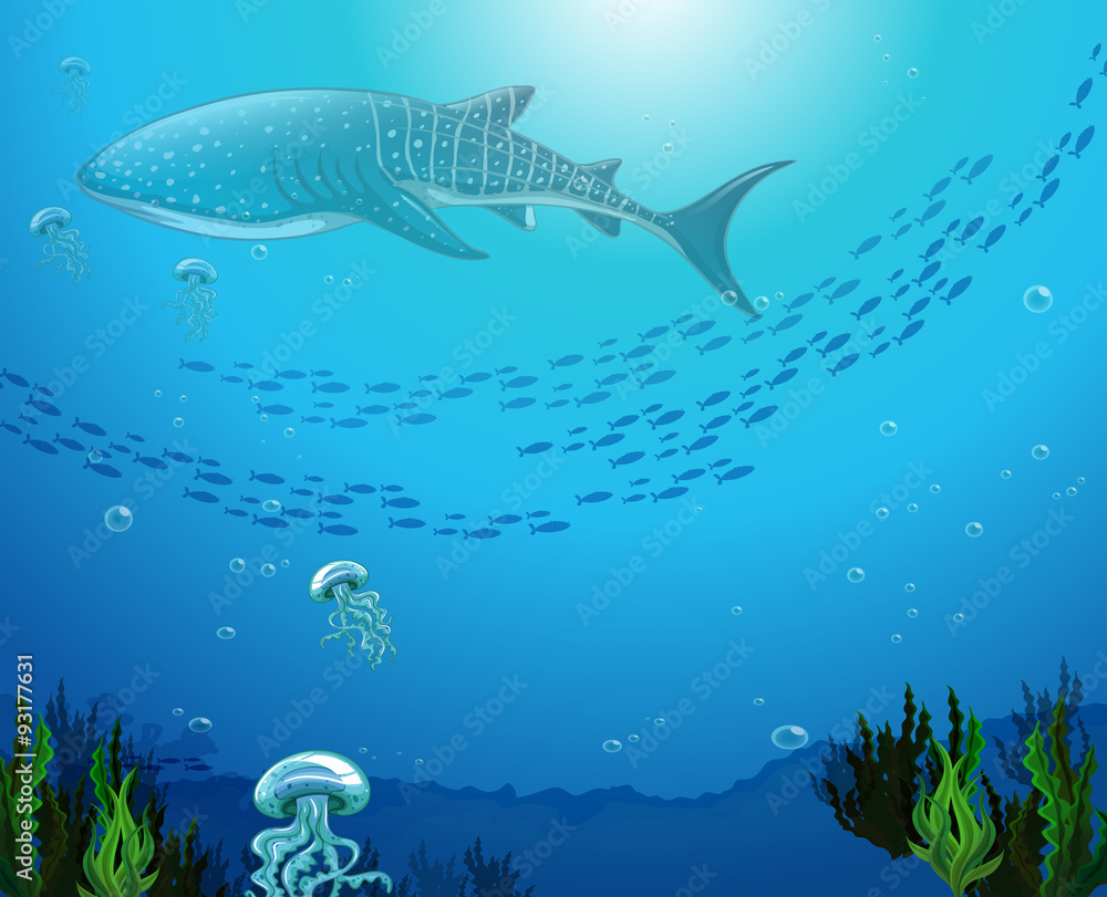 Whaleshark swimming under the ocean Whaleshark swimming under the ocean
