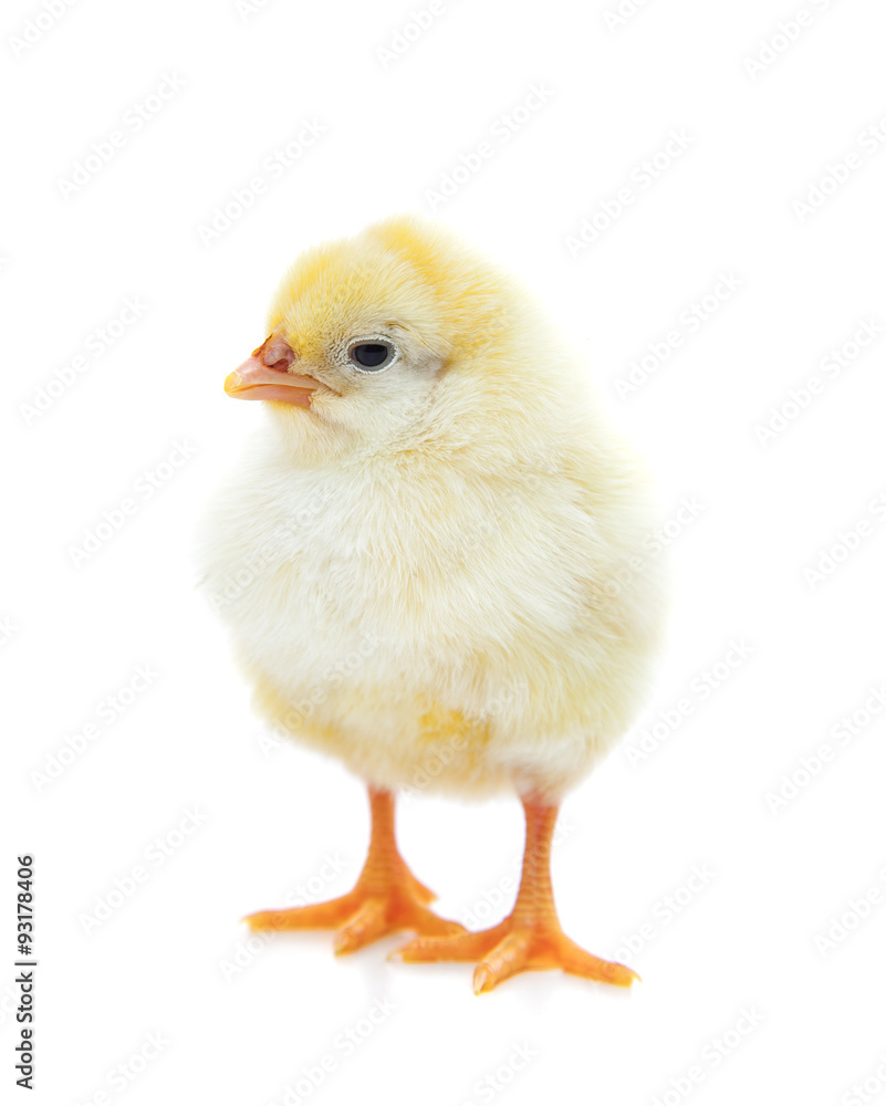 Cute little chick. All on white background Cute little chick. All on white background