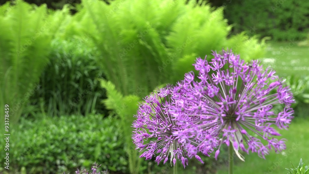 Purple allium decorative garlic flower blooms move in wind. Static focus change shot. 4K
Purple allium decorative garlic flower blooms move in wind. Static focus change shot. 4K