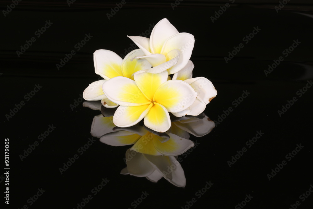 Fototapeta premium White Plumeria flower isolated on black background