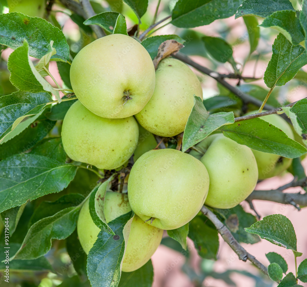 Ripe Golden Delicious apples on the tree. Ripe Golden Delicious apples on the tree.