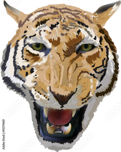 Fototapeta Naklejka Na Ścianę i Meble -  tiger portrait isolated on white