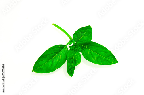949 - basil leaves
