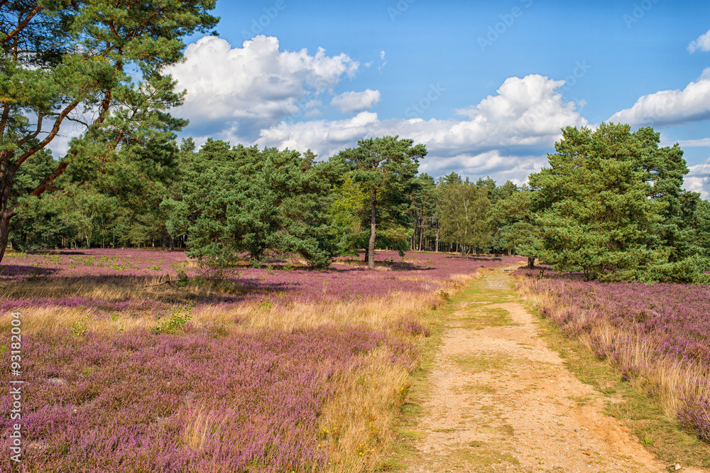 Landscape of road with blue sky, clouds, trees and and heide mea Landscape of road with blue sky, clouds, trees and and heide mea