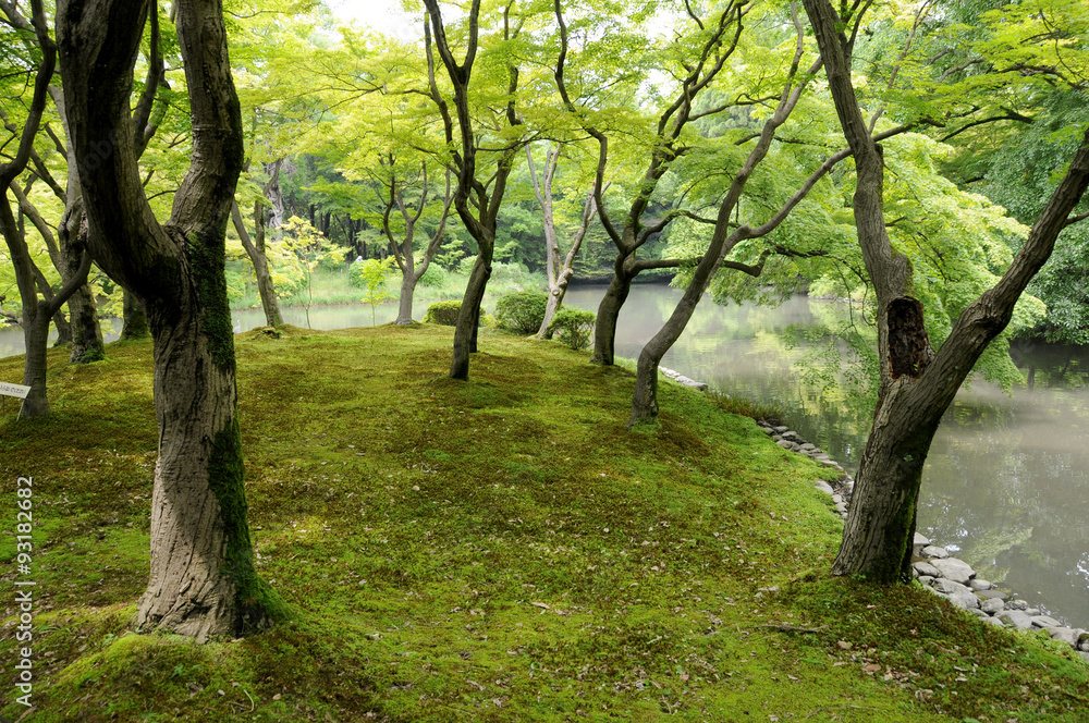 新緑の森