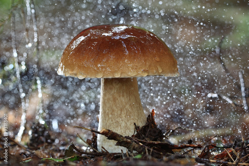 boletus edulis in the forest