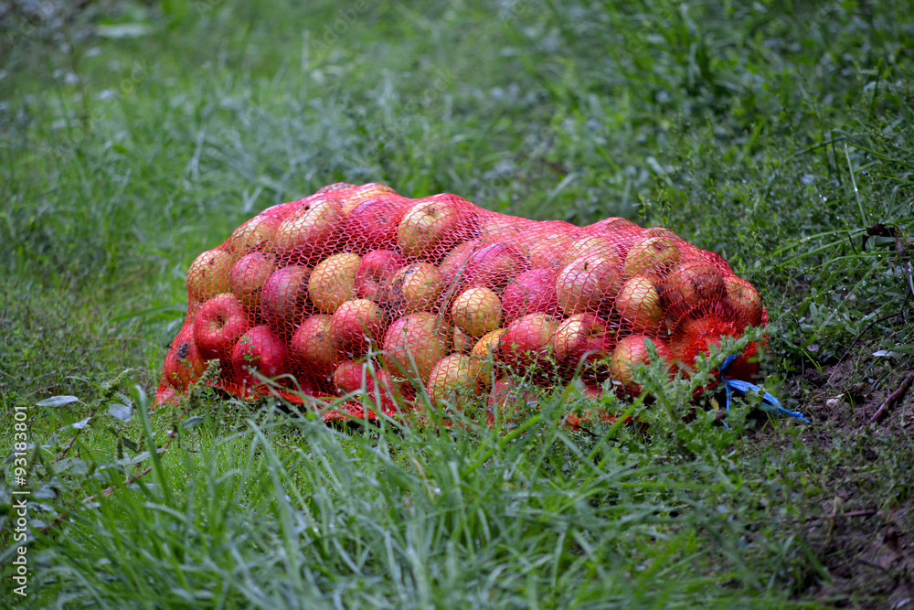 Apple fruits in october ready for harvesting in orchard Apple fruits in october ready for harvesting in orchard