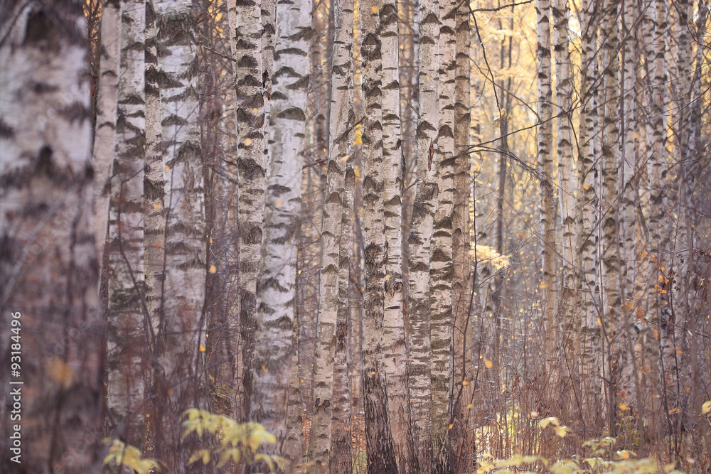 Obraz premium leaf fall in autumn park landscape