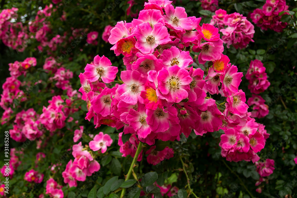 flowers flowers
