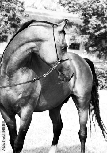 Beautiful bay arabian stallion #93185811