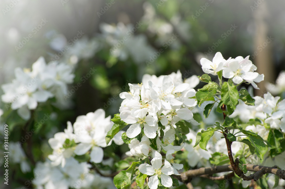 spring blossom spring blossom