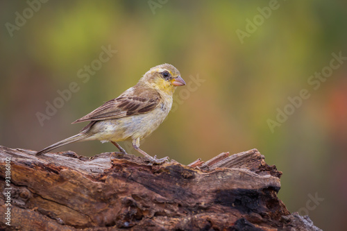 Female Plain-backed Sparrow (Passer flaveolus)   © kajornyot