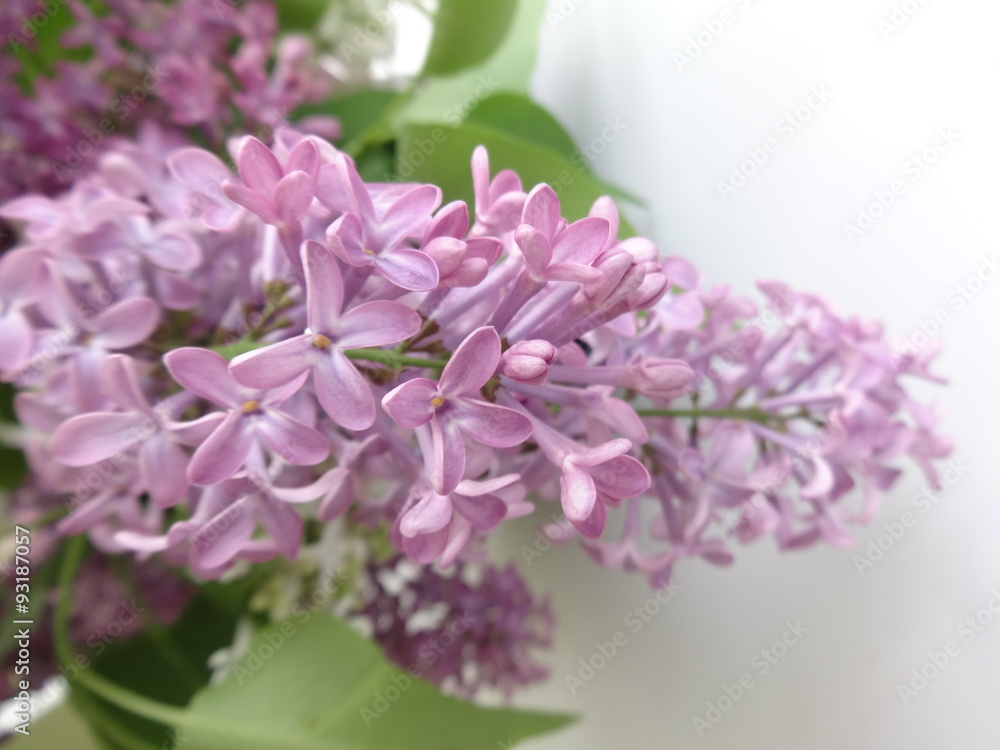 Lilac Flower Lilac Flower