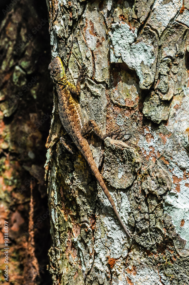 Lizard at Iguazu Falls, Argentina Lizard at Iguazu Falls, Argentina