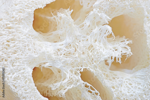 Obraz na płótnie Loofah texture.