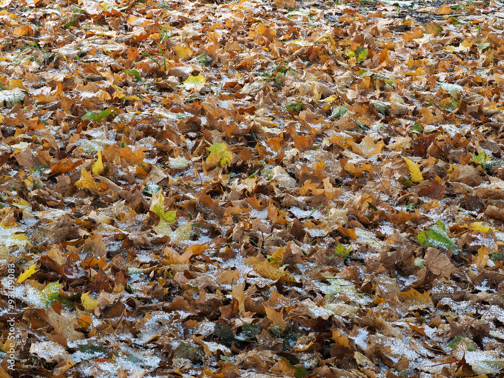 Много сухих осенних листьев на земле. Град или снег на листьях. Октябрь, первый снег осенью. Приход зимы