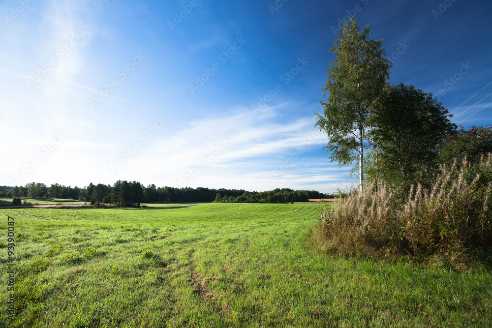 Tranquil grassland and trees at sunrise