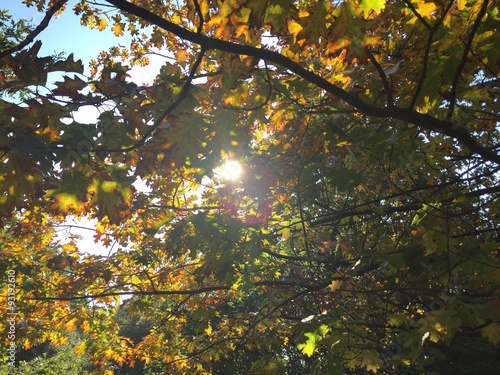 sunlight through autumn leaves