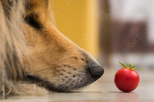 Fototapeta Naklejka Na Ścianę i Meble -  Collie träumt vor Tomate