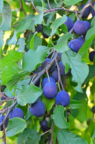 Wallpaper Mural Ripe plums on the branch Torontodigital.ca