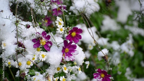 early winter, flowers covered with snow