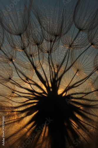  Sunset through a dandelion 