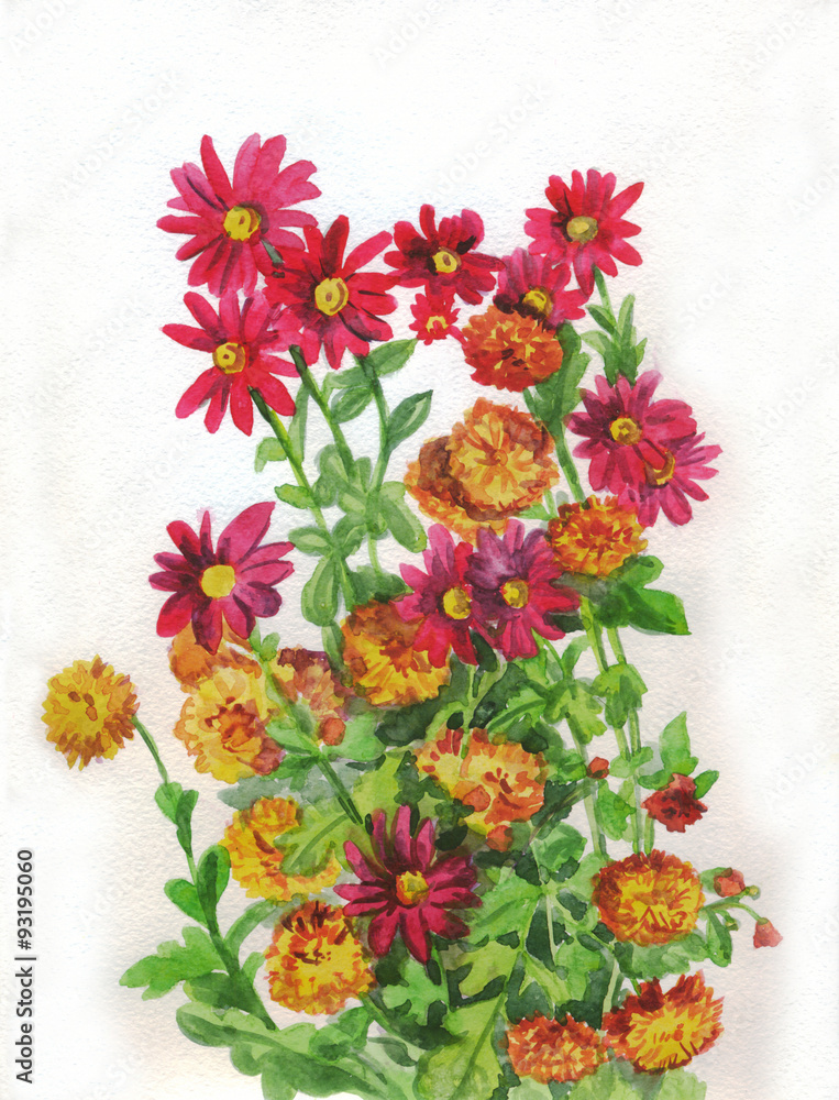 Flowers chrysanthemum yellow red . Watercolor painting