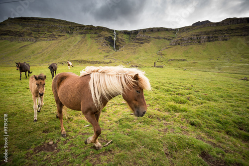 icelandic horses on field in front of a waterfall photo