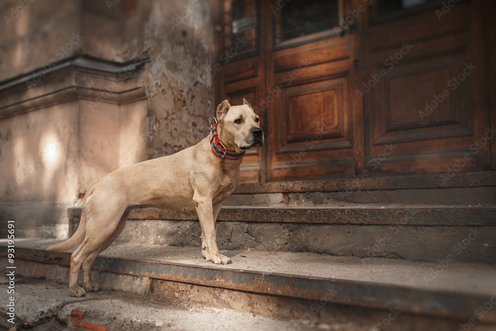 Obraz premium Dog breed American Staffordshire Terrier