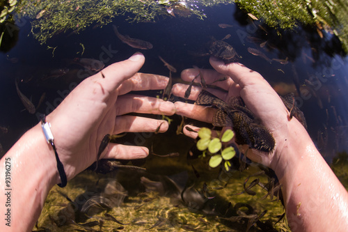 Hand skin care treatment in water with doctor fish  photo