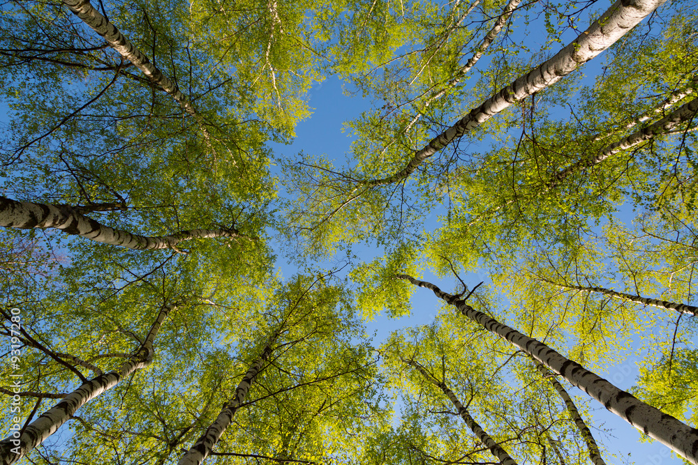 Naklejka premium Green birchwood in a sunny day, the bottom view