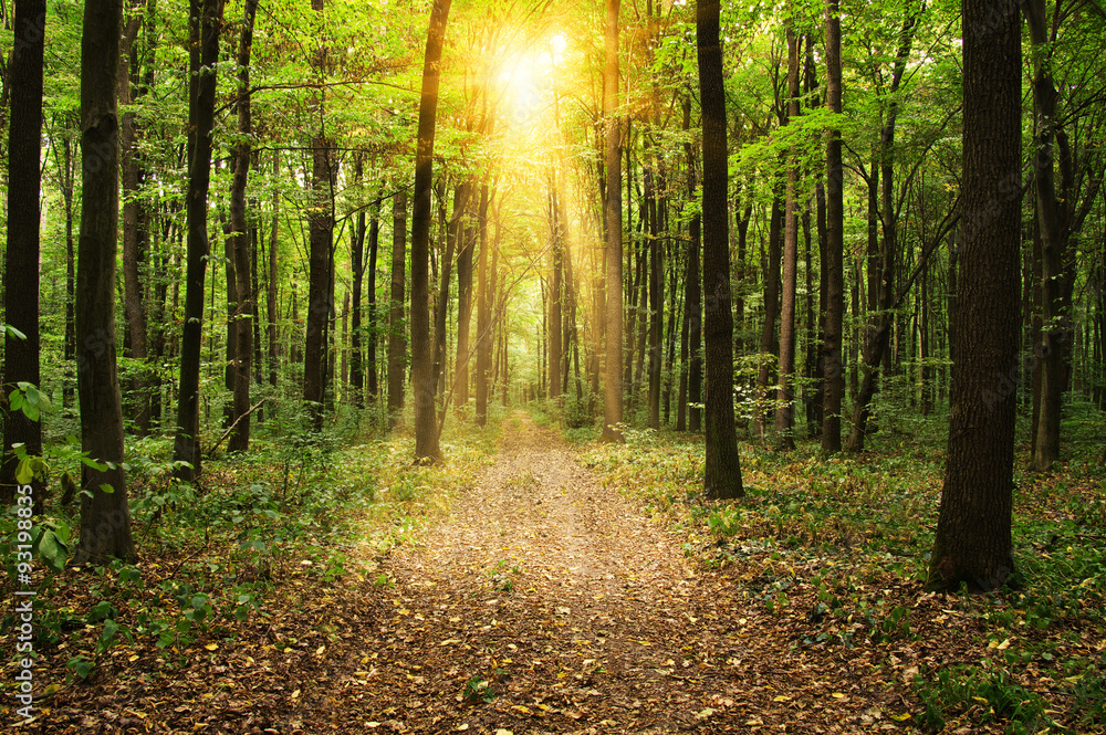 Naklejka premium Forest with sunlight