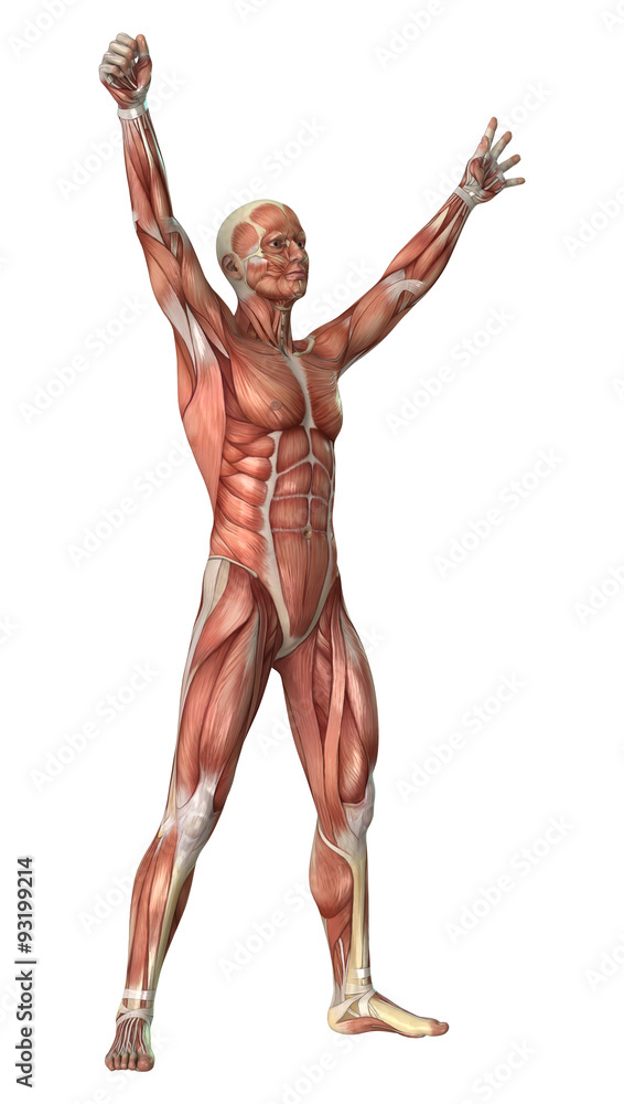 Muscles Map Muscles Map