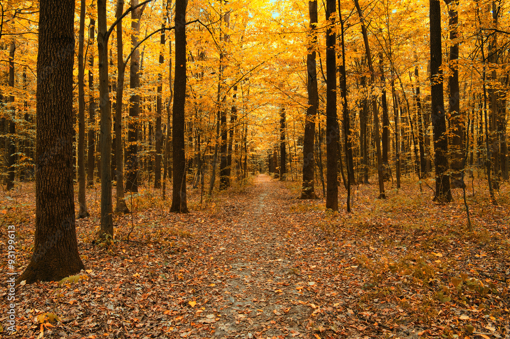 Obraz premium autumn trees