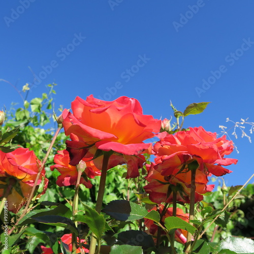 beautiful roses outside of a cottage garden in summer