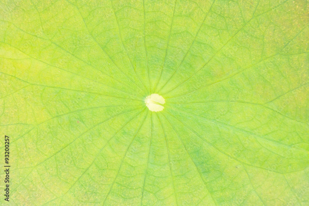 Lotus leaf texture background on water surface Lotus leaf texture background on water surface