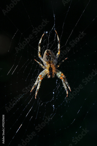 Diadematus D'araneus, araignée