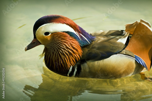 Mandarin duck floating in water pond.Mandarin duck  is a perching duck species found in East Asia.The adult male has striking colors