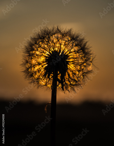 Dandelion