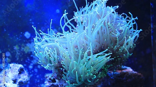 Beautiful Coral in coral reef aquarium photo