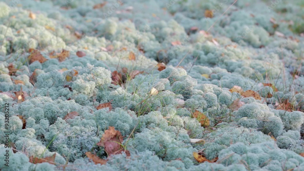 Mat of Cladonia stellaris lichen on ground