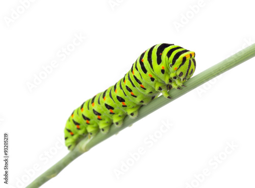Machaon caterpillar on dill. Isolated on white background 