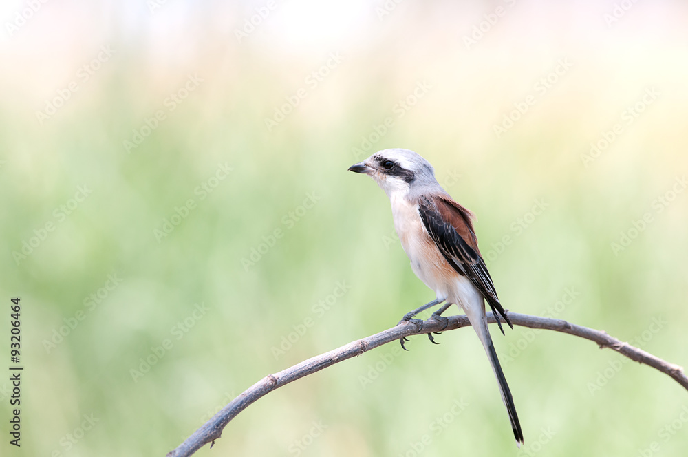 Bay-backed Shrike new bird of Thailand catch nature stick Bay-backed Shrike new bird of Thailand catch nature stick